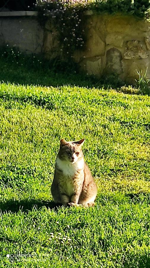 B&B La Casina Di Iris Arezzo Buitenkant foto