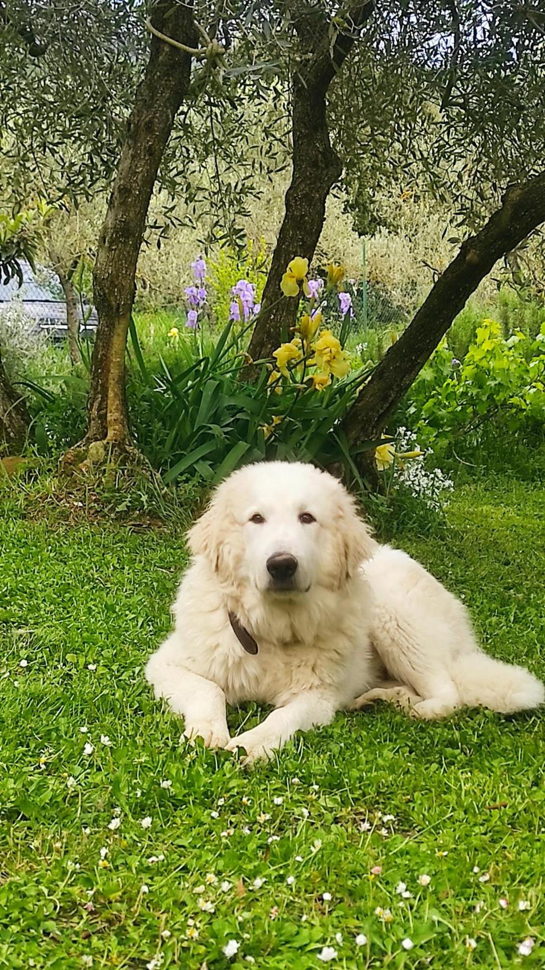 B&B La Casina Di Iris Arezzo Buitenkant foto